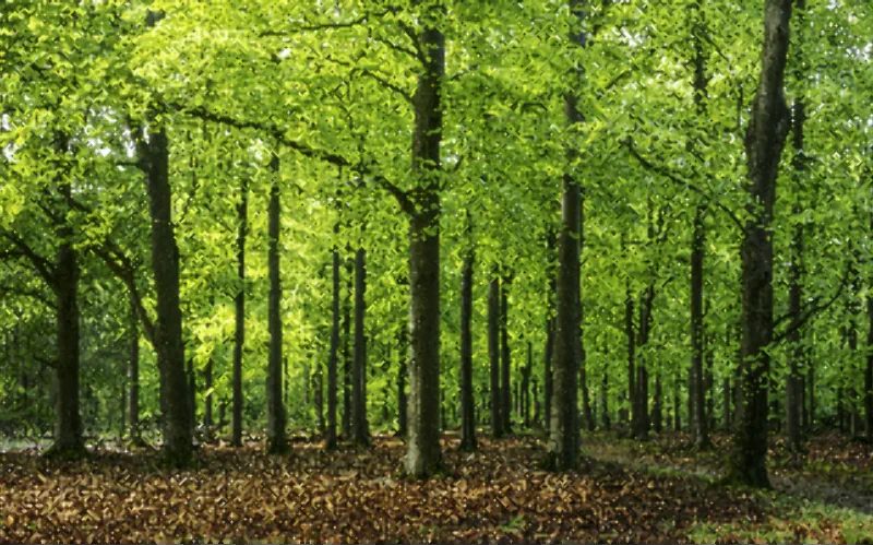 Forêt d'Andaine